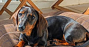 Max a rejoint le concours — aidez-le/la à gagner de superbes lots ! dog, dachshund, puppy, brown_cushion, sunlight, outdoor, wooden_table, deck_chair, striped_fabric, pet, animal, relaxing, floor_tiles, cozy, portrait, cute, small_dog, domestic_animal, resting, companion