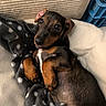 Max participe au concours pour gagner de l'argent avec cette photo : dog, puppy, dachshund, blanket, polka_dot, brown, black, pet, cute, laying_down, soft, cozy, indoors, fleece, fur, animal, small_dog, resting, cushion, looking_up