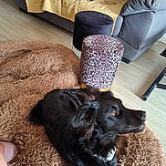 Vasco a rejoint le concours — aidez-le/la à gagner de superbes lots ! animal, black_dog, brown, couch, cozy, curious, dog, domestic_animal, floor, floral_throw, furniture, gray, indoor, leopard_print, living_room, ottoman, pet, relaxed, rug, wood_floor