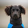 Vasco a rejoint le concours — aidez-le/la à gagner de superbes lots ! animal, black_dog, blue_jacket, canine, close_up, curly_ears, dog, expressionless, eyes, face, fur, jacket, looking_at_camera, muzzle, nose, outdoor, pet, portrait, whiskers, young_dog