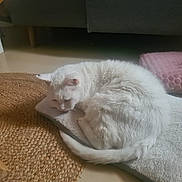 Copain participe au concours pour gagner de l'argent avec cette photo : animal, cat, cozy, curled_up, cushion, ear, floor, furry, home, indoor, mat, pet, pink_pillow, quiet, relaxed, resting, sleeping, soft_texture, tail, white_cat
