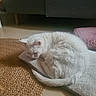 animal, cat, cozy, curled_up, cushion, ear, floor, furry, home, indoor, mat, pet, pink_pillow, quiet, relaxed, resting, sleeping, soft_texture, tail, white_cat