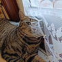 Vanya participe au concours pour gagner de l'argent avec cette photo : cat, close_up, cozy, domestic_animal, eye, fur, home_interior, indoor, lace_curtain, natural_light, paw, pet, playful, portrait, resting, stripes, tabby_cat, whiskers, window, windowsill