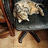 animal, cat, chair, cozy, furniture, home, indoor, leather_chair, nap, paw, pet, playful, portrait, relaxed, striped_fur, tabby_cat, tiled_floor, upholstery, whiskers, wooden_frame