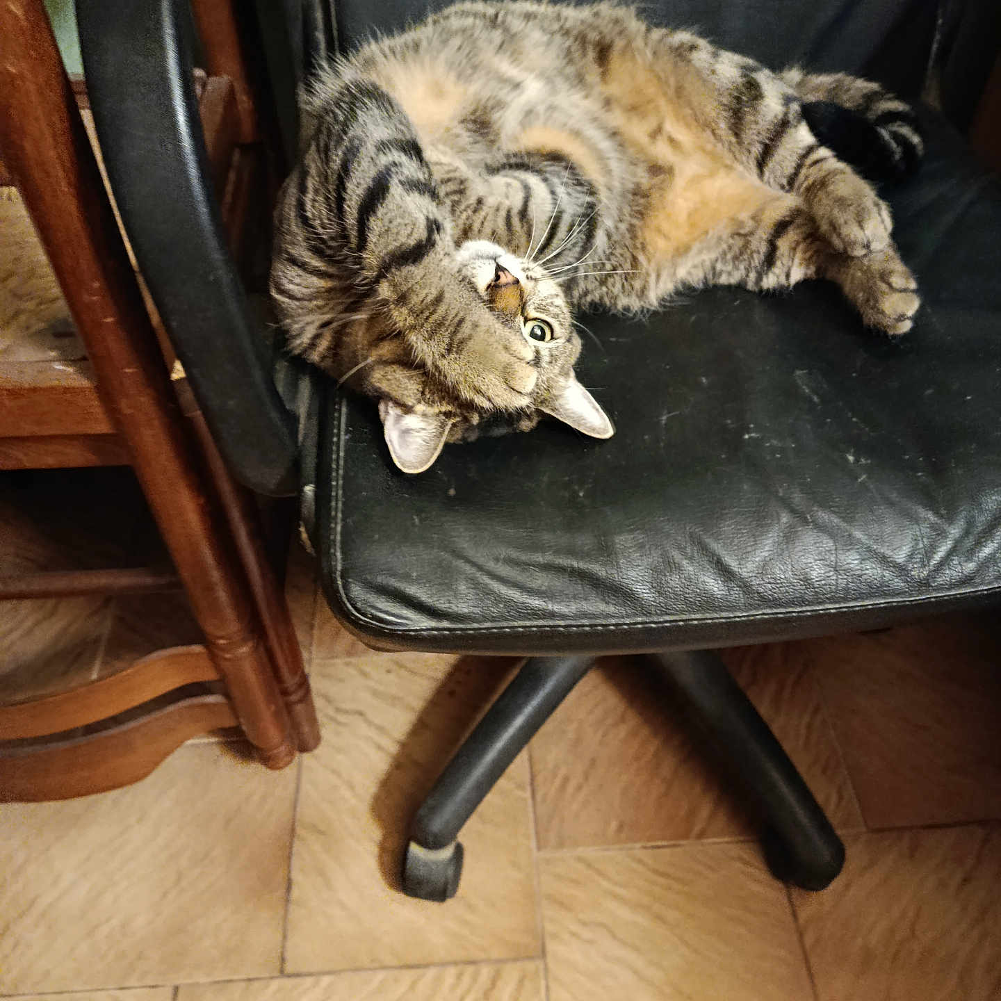 Vanya participe au concours pour gagner de l'argent avec cette photo : animal, cat, chair, cozy, furniture, home, indoor, leather_chair, nap, paw, pet, playful, portrait, relaxed, striped_fur, tabby_cat, tiled_floor, upholstery, whiskers, wooden_frame