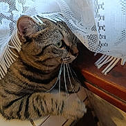 Vanya participe au concours pour gagner de l'argent avec cette photo : cat, closeup, cozy, curious, curtain, fabric_fringe, green_eyes, indoor, lace_curtain, paw, pet, playful, portrait, sitting, stripes, tabby_cat, tile_floor, whiskers, window_sill, wooden_sill