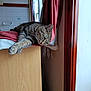 Vanya participe au concours pour gagner de l'argent avec cette photo : cat, close_up, cozy, curtain, dresser, fabric, fur, household, indoor, paw, pet, relaxed, resting, sleeping, striped, tabby_cat, tile_wall, whiskers, window, wooden_furniture