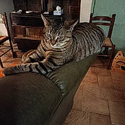 Vanya a rejoint le concours — aidez-le/la à gagner de superbes lots ! tabby_cat, cat, furniture, couch, leather, indoor, fireplace, wooden_chair, floor_tile, pet, animal, relaxing, stretching, mammal, home_interior, cozy, resting, domestic_cat, feline, living_room