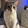 cat, gray_and_white, sitting, marble_surface, remote_control, living_room, modern, geometric_pattern, cabinet, blue_light, indoor, pet, feline, fur, ears, whiskers, tail, eyes, nose, domestic_animal