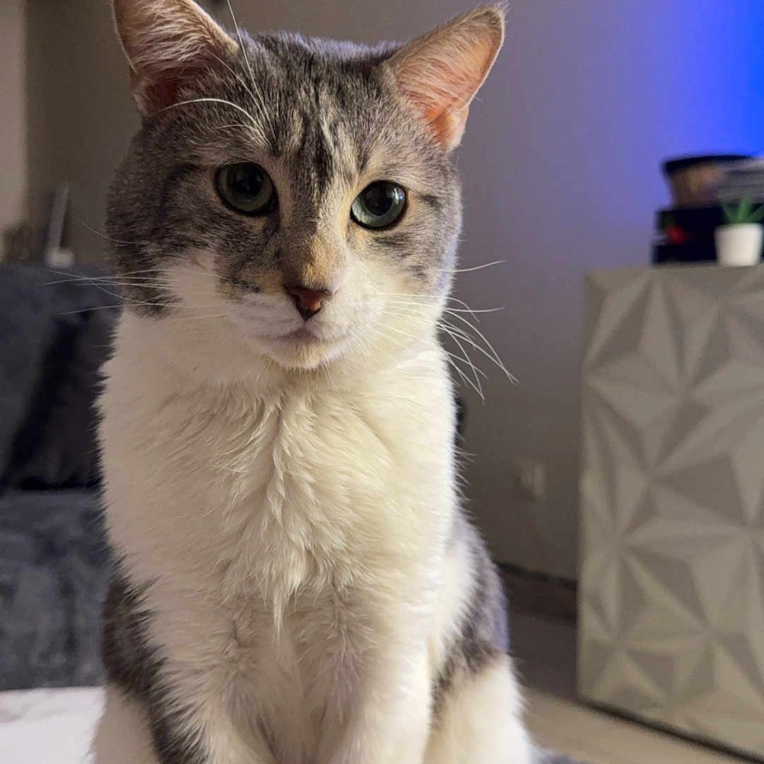 Bonçuk a rejoint le concours — aidez-le/la à gagner de superbes lots ! cat, gray_and_white, sitting, marble_surface, remote_control, living_room, modern, geometric_pattern, cabinet, blue_light, indoor, pet, feline, fur, ears, whiskers, tail, eyes, nose, domestic_animal