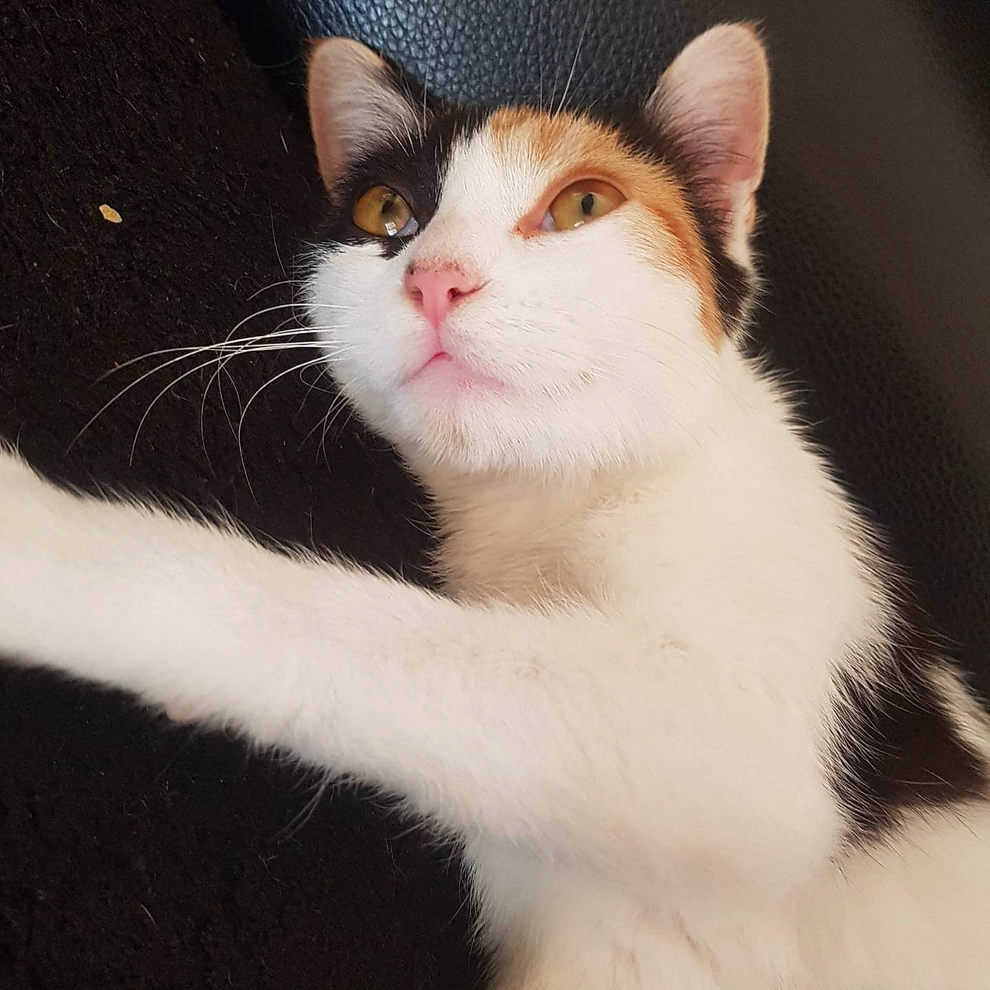 Mia a rejoint le concours — aidez-le/la à gagner de superbes lots ! aegean_cat, american_wirehair, black_and_white, carnivore, cat, domestic_short_haired_cat, ear, eye, felidae, fur, japanese_bobtail, kitten, mammal, nose, polydactyl_cat, small_to_medium_sized_cats, snout, turkish_van, whiskers