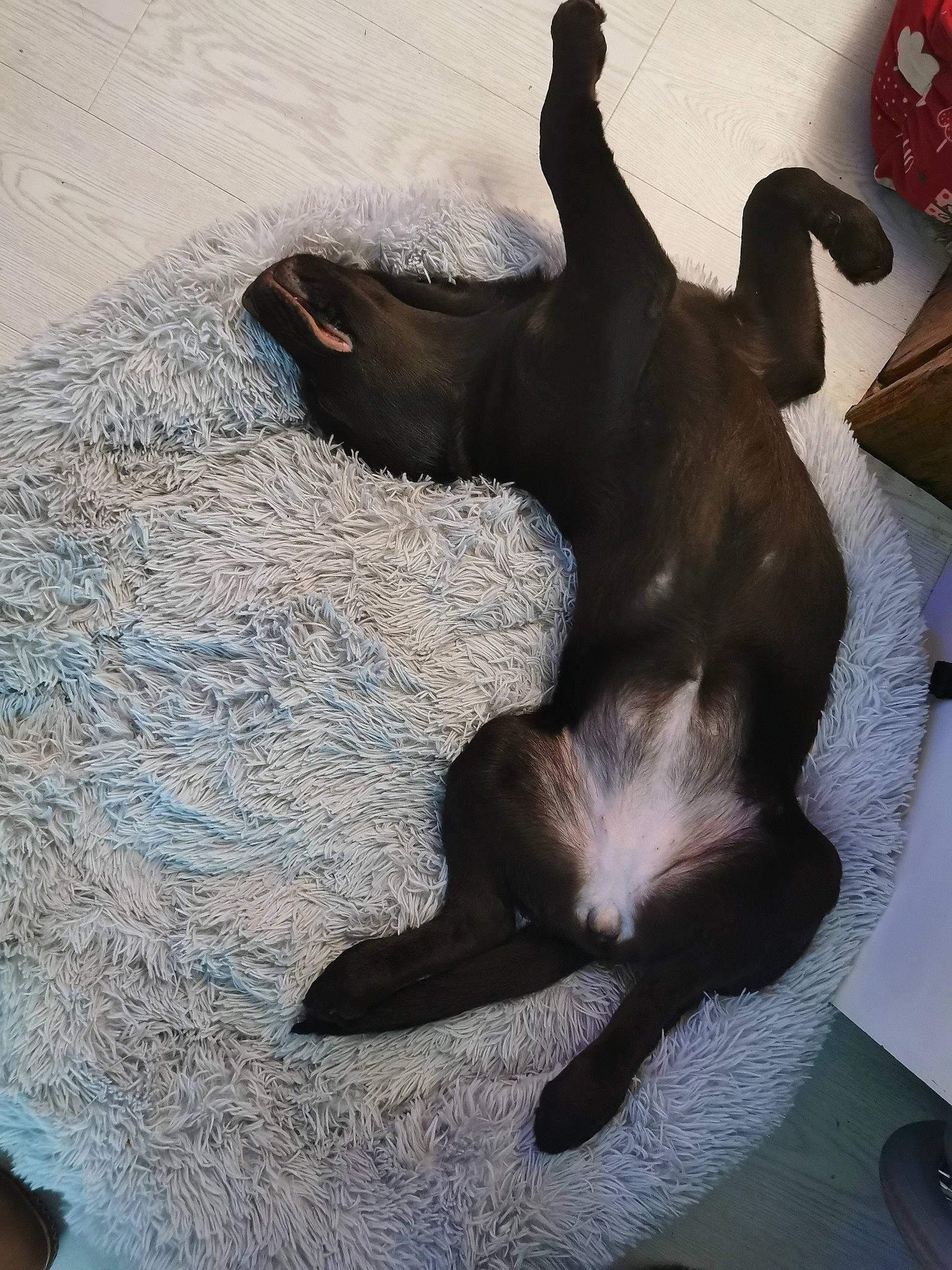 Shanelle a rejoint le concours — aidez-le/la à gagner de superbes lots ! black_cat, canidae, carnivore, cat, comfort, companion_dog, dog_breed, fawn, felidae, flooring, fur, grey, hardwood, linens, liver, paw, small_to_medium_sized_cats, snout, tail, whiskers