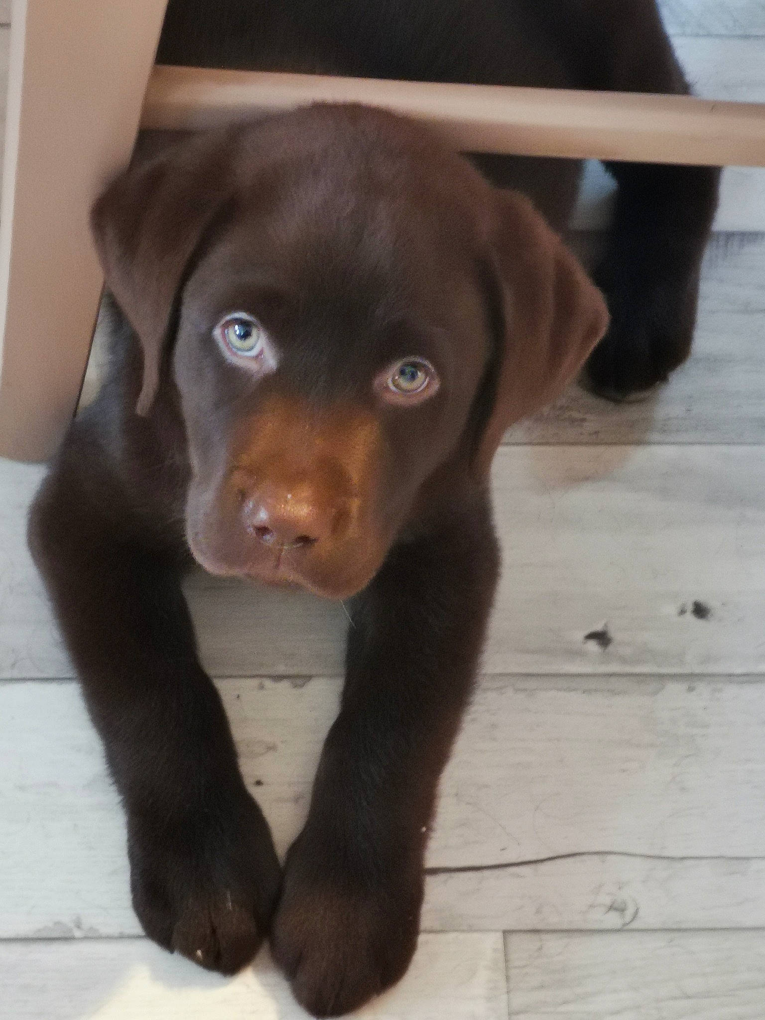 Shanelle participe au concours pour gagner de l'argent avec cette photo : borador, brown, canidae, carnivore, companion_dog, dog, dog_breed, eye, fawn, flooring, fur, hardwood, liver, puppy, snout, sporting_group, terrestrial_animal, whiskers, wood, working_animal