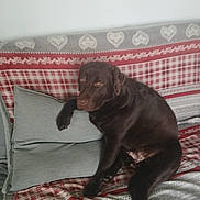 Shanelle a rejoint le concours — aidez-le/la à gagner de superbes lots ! animal, architecture, bed, building, canine, chair, couch, cushion, dog, furniture, homedecor, hound, indoors, labradorretriever, linen, livingroom, pet, pillow, puppy, room