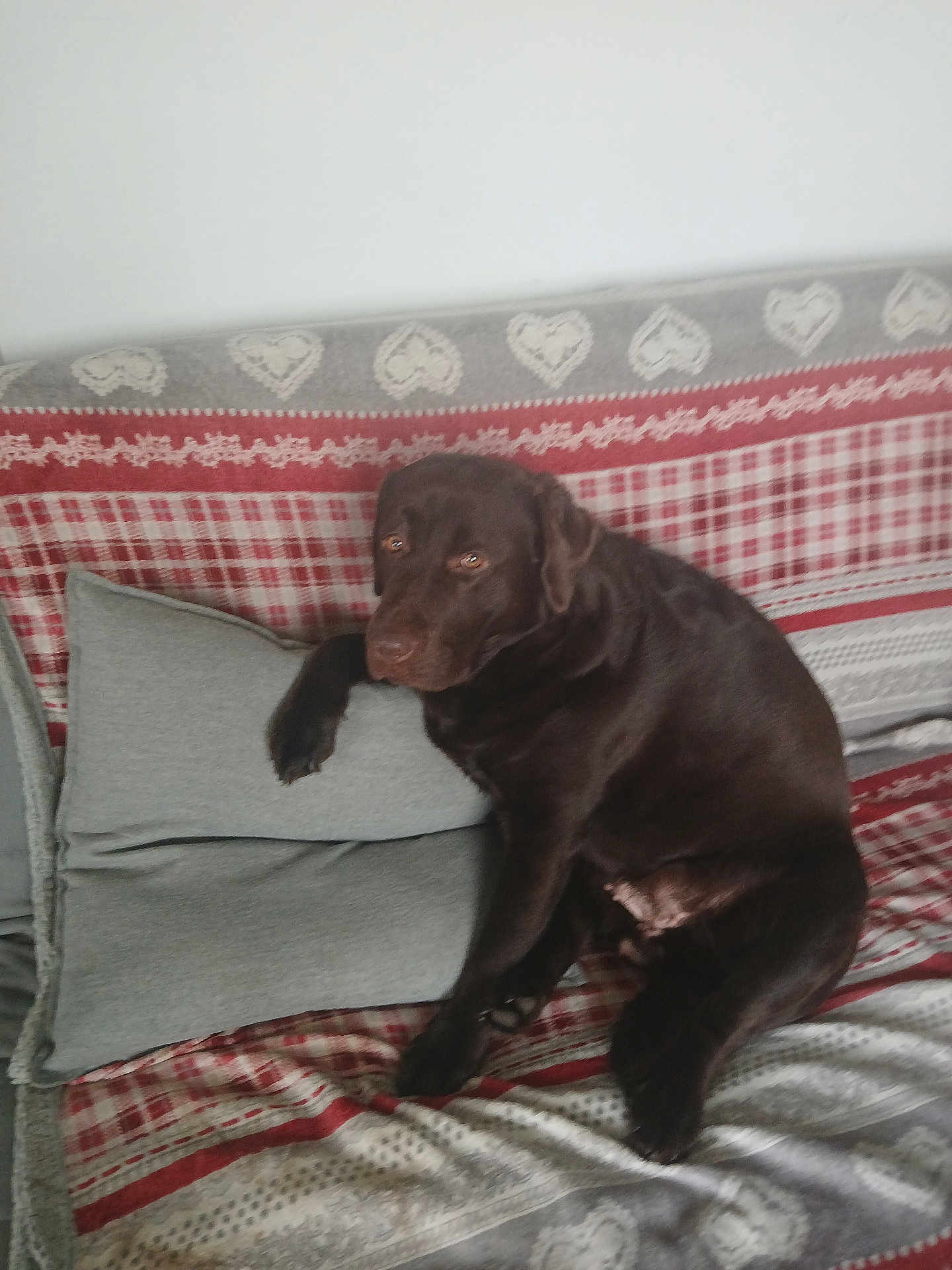 Shanelle a rejoint le concours — aidez-le/la à gagner de superbes lots ! animal, architecture, bed, building, canine, chair, couch, cushion, dog, furniture, homedecor, hound, indoors, labradorretriever, linen, livingroom, pet, pillow, puppy, room