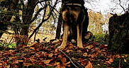Gusta participe au concours pour gagner de l'argent avec cette photo : dog, autumn, leaves, forest, trees, nature, outdoor, animal, canine, fall, brown, black, standing, hill, scenery, woods, branches, moss, sky, landscape