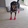 Gusta a rejoint le concours — aidez-le/la à gagner de superbes lots ! dog, indoor, floor, socks, pink, pet, canine, happy, tongue_out, tail, doorway, mat, home, light, wooden_floor, fur, four_legs, domestic_animal, standing, playful