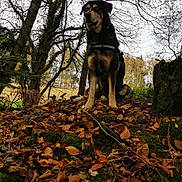 Gusta a rejoint le concours — aidez-le/la à gagner de superbes lots ! dog, autumn, leaves, forest, trees, outdoor, nature, canine, animal, fall, mound, leaf_litter, bark, sky, branch, park, wildlife, pet, sitting, scenery