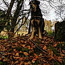 dog, autumn, leaves, forest, trees, outdoor, nature, canine, animal, fall, mound, leaf_litter, bark, sky, branch, park, wildlife, pet, sitting, scenery