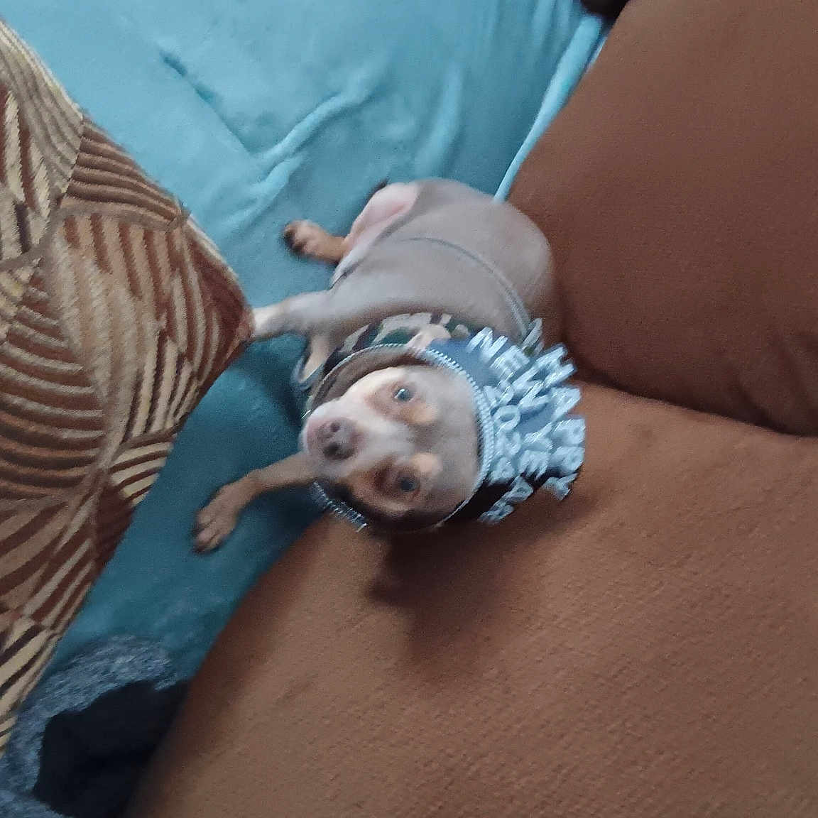 Nina is registered to the contest to win money with this photo: baby, bed, bedding, child, comfort, fawn, finger, flesh, human_body, linens, nail, nap, pattern, room, skin, sleep, textile, toy_dog, wrinkle, wrist