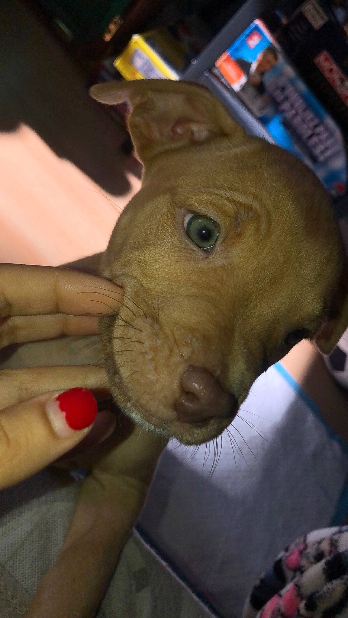 Akela participe au concours pour gagner de l'argent avec cette photo : american_pit_bull_terrier, bull_terrier, canidae, carnivore, dog, dog_breed, ear, fawn, mammal, non_sporting_group, nose, puppy, snout, sporting_group, weimaraner