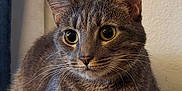 Aurora joined the competition — help win amazing prizes! abyssinian, angora, animal, cat, egyptiancat, kitten, manx, pet