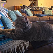 Aurora is registered to the contest to win money with this photo: animal, bicycle, blanket, casual, cat, cat_tree, couch, cozy, decor, furniture, gray_tabby, home, indoor, living_room, pet, pillows, relaxing, soft_focus, table, wooden_furniture