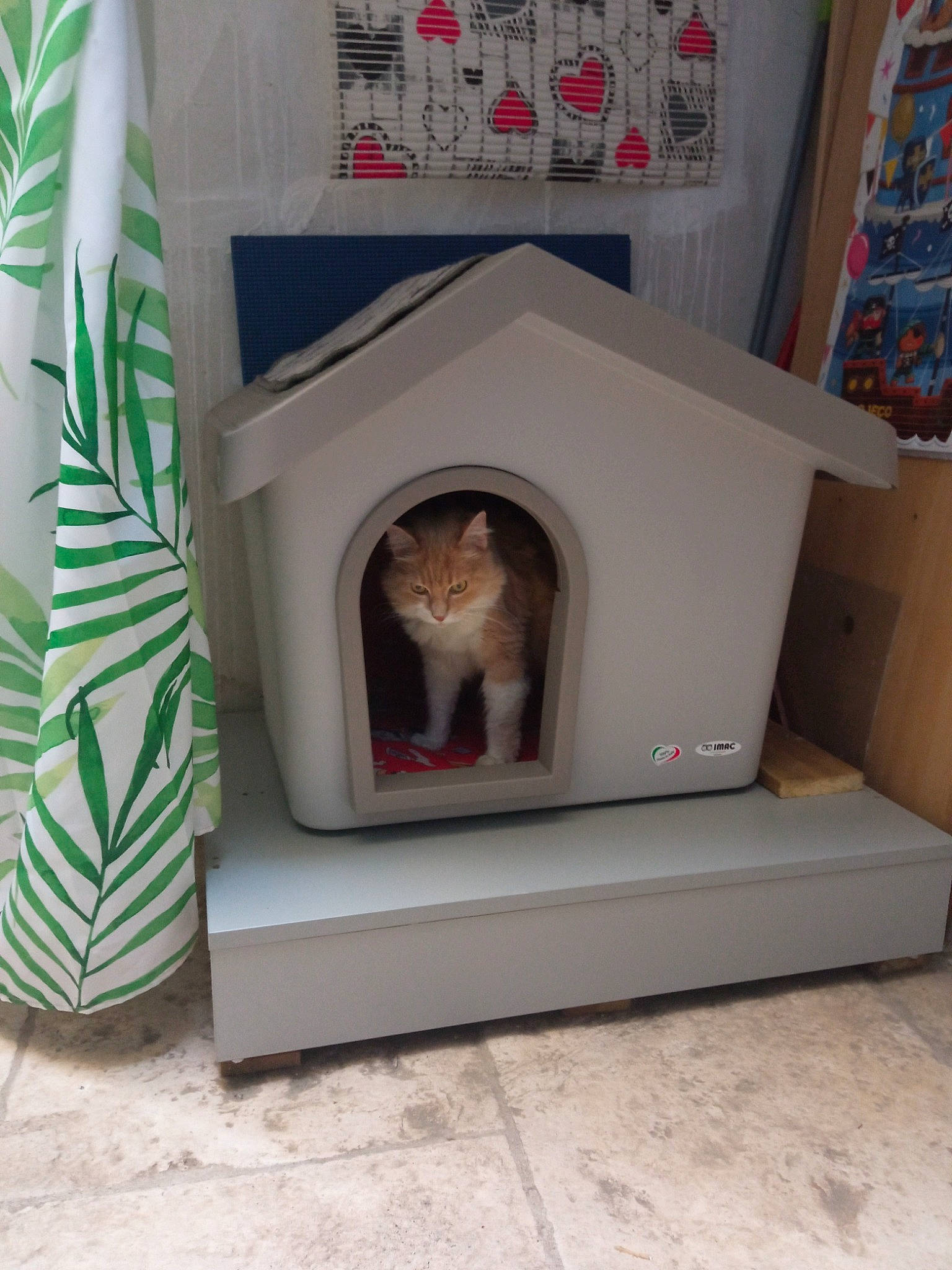 D'Joyce participe au concours pour gagner de l'argent avec cette photo : art, carnivore, cat, cat_supply, comfort, domestic_short_haired_cat, fawn, felidae, flooring, hardwood, interior_design, living_room, pet_supply, room, shelf, shelving, small_to_medium_sized_cats, tail, whiskers, wood