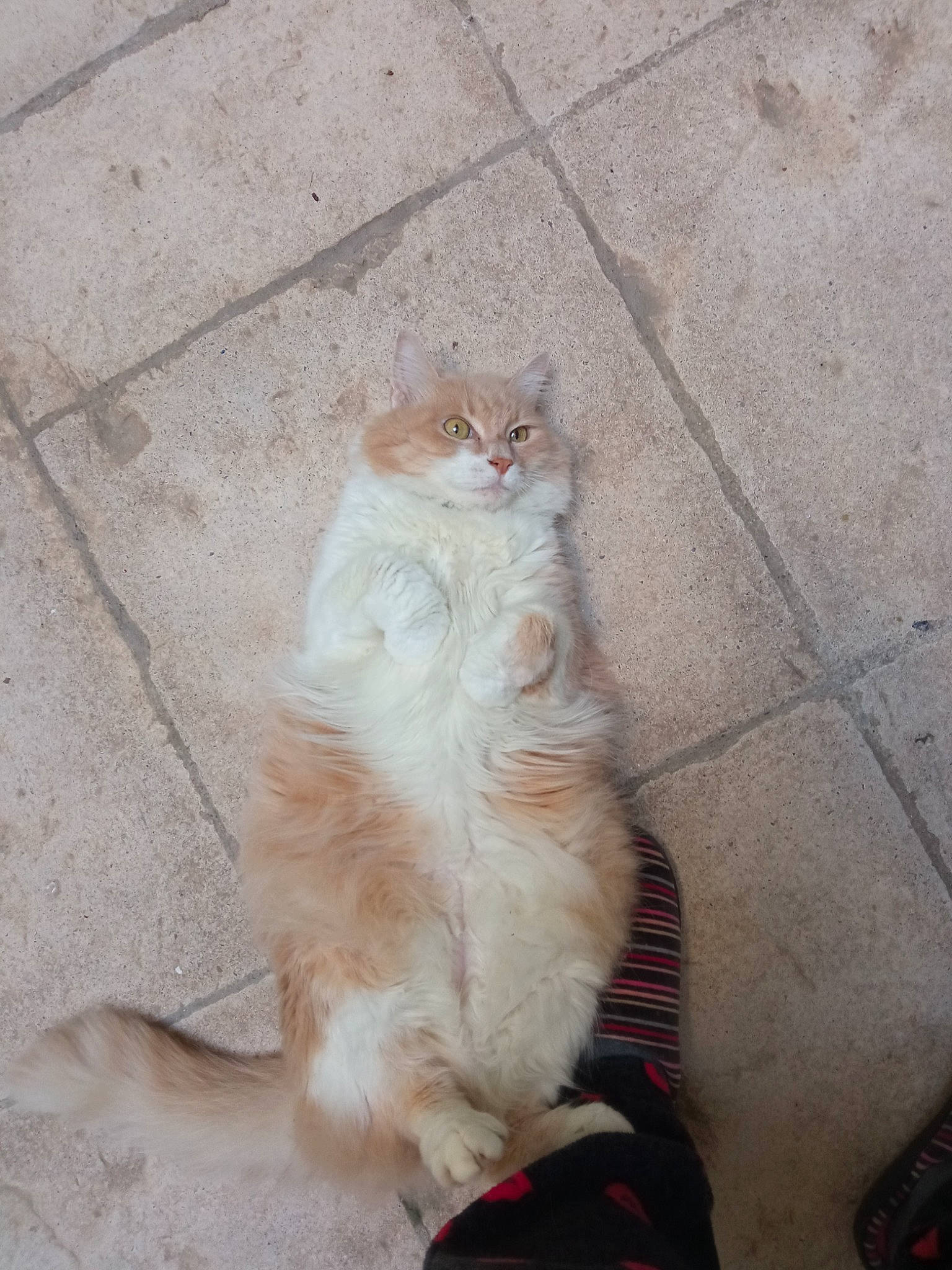 D'Joyce a rejoint le concours — aidez-le/la à gagner de superbes lots ! carnivore, cat, claw, comfort, companion_dog, fawn, felidae, floor, flooring, foot, fur, human_leg, paw, road_surface, small_to_medium_sized_cats, snout, tail, terrestrial_animal, whiskers, wood