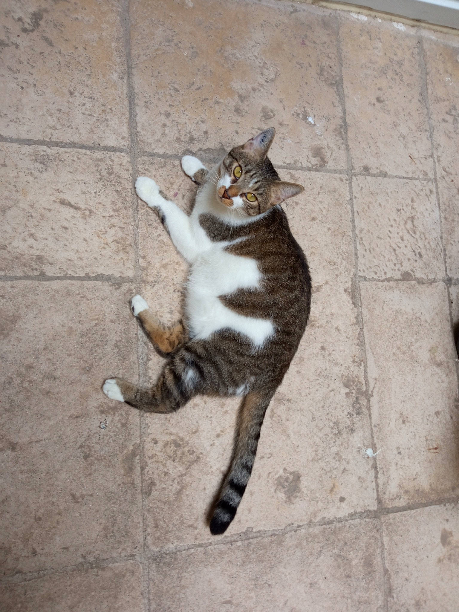 Eros participe au concours pour gagner de l'argent avec cette photo : art, carnivore, cat, claw, domestic_short_haired_cat, fawn, felidae, flooring, foot, fur, grey, paw, road_surface, sidewalk, small_to_medium_sized_cats, snout, tail, terrestrial_animal, whiskers, wood