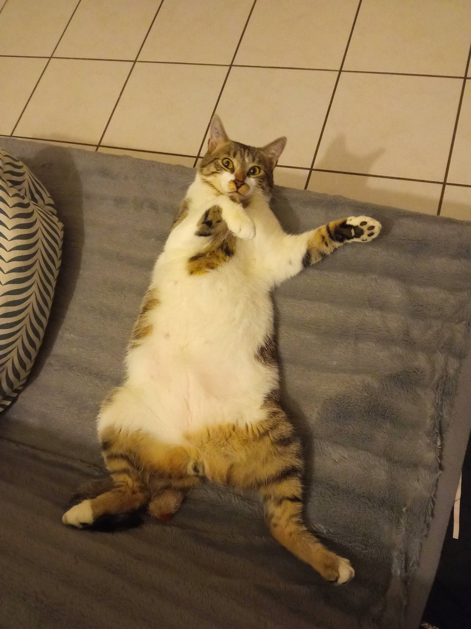 Eros a rejoint le concours — aidez-le/la à gagner de superbes lots ! carnivore, cat, claw, comfort, domestic_short_haired_cat, felidae, flooring, fur, paw, sitting, small_to_medium_sized_cats, snout, tail, terrestrial_animal, whiskers, wood