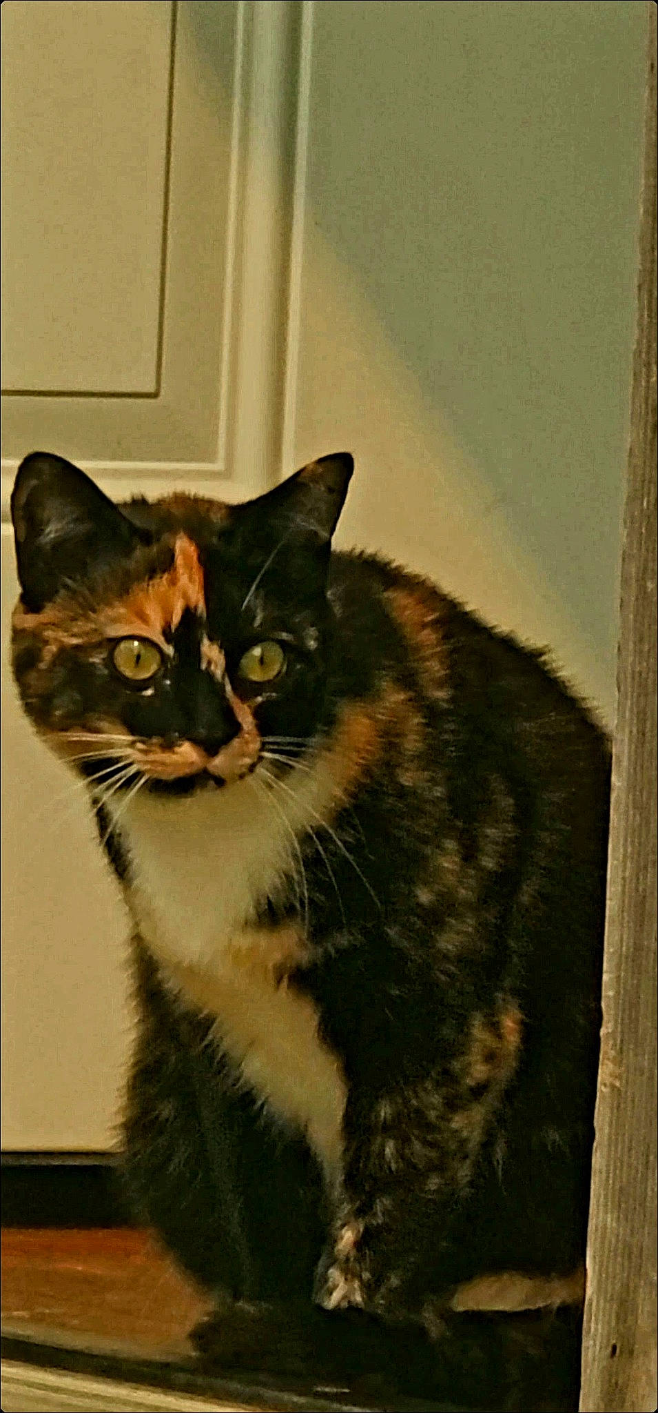 Reina is registered to the contest to win money with this photo: art, black_cat, carnivore, cat, domestic_short_haired_cat, door, drawing, felidae, fur, illustration, paint, painting, rectangle, small_to_medium_sized_cats, snout, tail, terrestrial_animal, visual_arts, whiskers, window