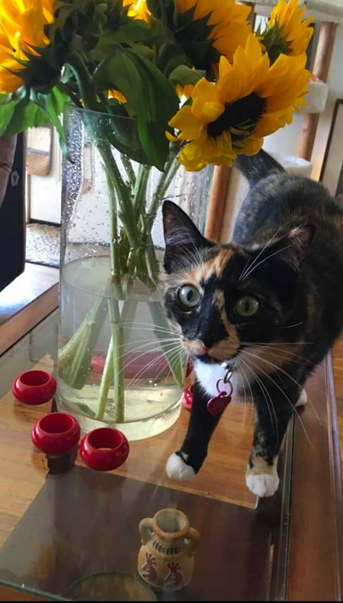 Reina is registered to the contest to win money with this photo: carnivore, cat, domestic_short_haired_cat, felidae, flower, flowerpot, houseplant, petal, plant, serveware, small_to_medium_sized_cats, table, tableware, tail, tree, vase, whiskers, window, wood, yellow