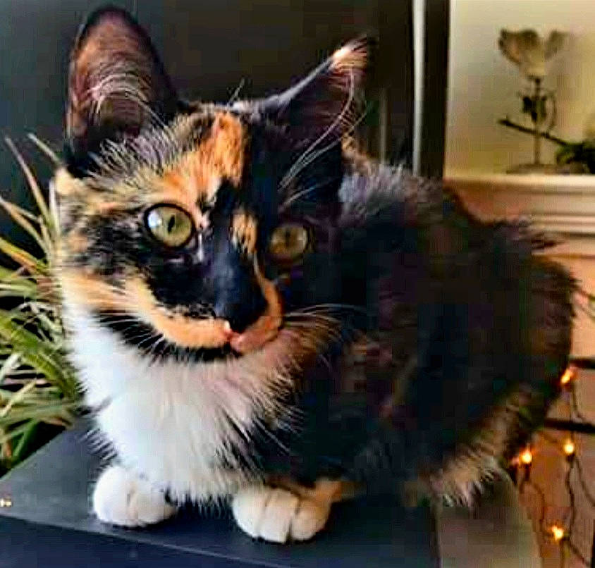 Reina joined the competition — help win amazing prizes! carnivore, cat, claw, comfort, domestic_short_haired_cat, felidae, fur, lap, paw, plant, sitting, small_to_medium_sized_cats, snout, square, tail, tree, whiskers, window