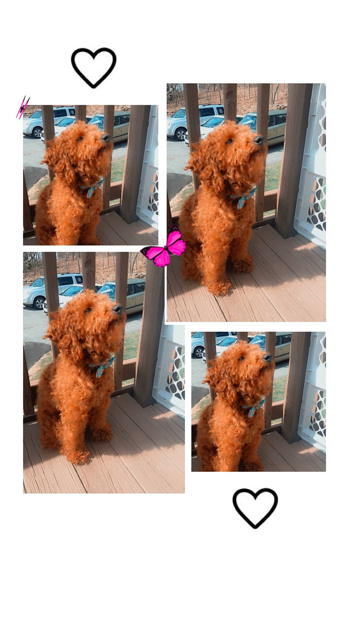 Archie is registered to the contest to win money with this photo: brown, canidae, carnivore, companion_dog, dog, dog_breed, dog_supply, fawn, fur, glasses, liver, mammal, pet_supply, poodle, sporting_group, terrier, toy_dog, vertebrate, water_dog, working_animal