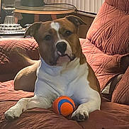 Rocky is registered to the contest to win money with this photo: dog, toy_ball, couch, quilted, brown, white, indoor, lamp, table, pet, relaxed, furniture, home, animal, resting, paw, face, snout, ears, living_room