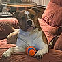 dog, toy_ball, couch, quilted, brown, white, indoor, lamp, table, pet, relaxed, furniture, home, animal, resting, paw, face, snout, ears, living_room