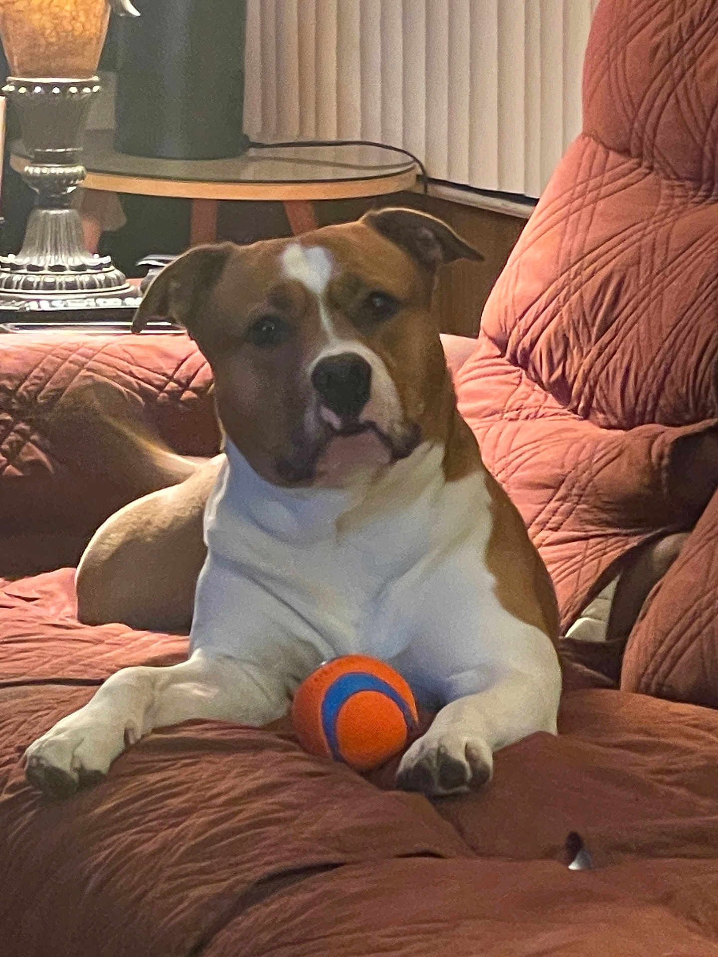 Rocky is registered to the contest to win money with this photo: dog, toy_ball, couch, quilted, brown, white, indoor, lamp, table, pet, relaxed, furniture, home, animal, resting, paw, face, snout, ears, living_room