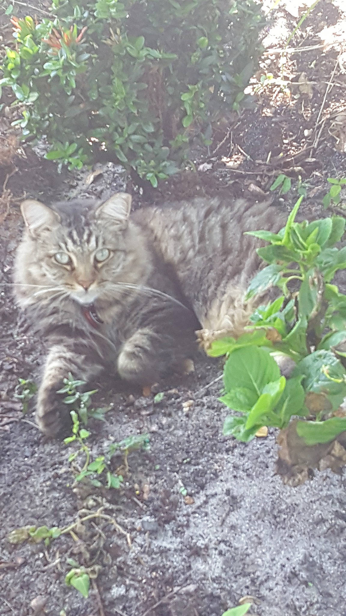 Snickers joined the competition — help win amazing prizes! carnivore, cat, domestic_short_haired_cat, dragon_li, european_shorthair, felidae, grass, pixie_bob, plant, small_to_medium_sized_cats, tabby_cat, tail, whiskers, wild_cat, wildlife