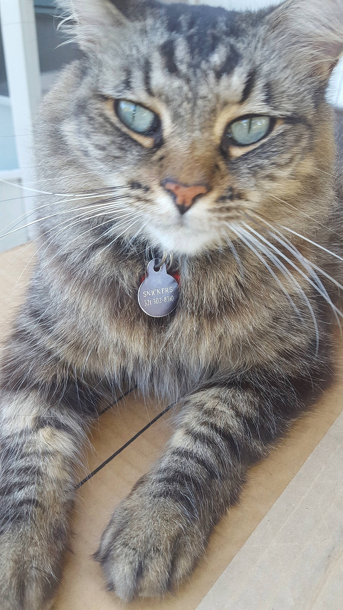 Snickers is registered to the contest to win money with this photo: american_curl, american_shorthair, asian, carnivore, cat, domestic_short_haired_cat, dragon_li, european_shorthair, felidae, kitten, mammal, norwegian_forest_cat, pixie_bob, siberian, small_to_medium_sized_cats, snout, tabby_cat, vertebrate, whiskers, wild_cat