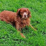 Paco a rejoint le concours — aidez-le/la à gagner de superbes lots ! dog, grass, outdoor, animal, pet, canine, fur, laying, greenery, nature, field, relaxed, mammal, ears, snout, eyes, leaves, flora, summer, resting