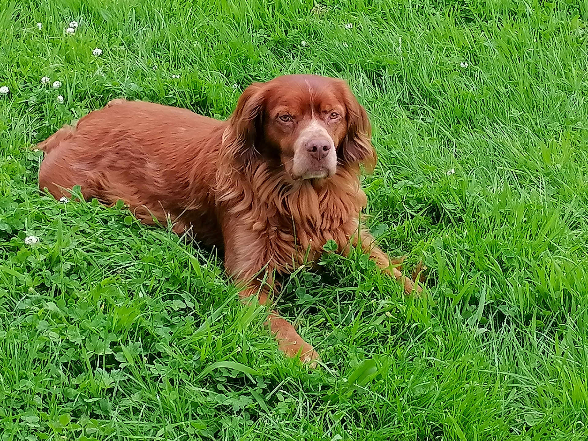Paco a rejoint le concours — aidez-le/la à gagner de superbes lots ! dog, grass, outdoor, animal, pet, canine, fur, laying, greenery, nature, field, relaxed, mammal, ears, snout, eyes, leaves, flora, summer, resting