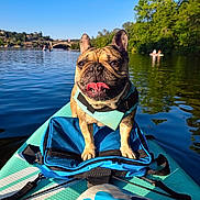 Lola joined the competition — help win amazing prizes! adventure, animal, blue_sky, bridge, dog, french_bulldog, happy, lake, life_jacket, nature, outdoor, paddleboard, pet, recreation, reflection, summer, sunlight, tongue_out, trees, water