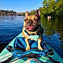 adventure, animal, blue_sky, bridge, dog, french_bulldog, happy, lake, life_jacket, nature, outdoor, paddleboard, pet, recreation, reflection, summer, sunlight, tongue_out, trees, water