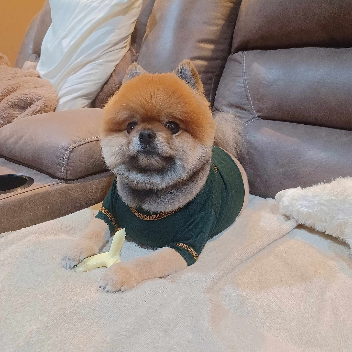 Tiny joined the competition — help win amazing prizes! animal, architecture, building, canine, chair, chow, clothing, couch, cushion, dog, furniture, homedecor, hosiery, indoors, interiordesign, livingroom, pet, puppy, room, sock