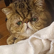 Pepsi a rejoint le concours — aidez-le/la à gagner de superbes lots ! cat, feline, pet, green_eyes, flat_face, fur, whiskers, blanket, indoor, cozy, brown_tabby, close_up, cute, animal, household, soft_texture, resting, looking, expression, domestic