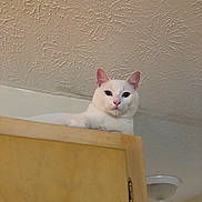 Boomer is registered to the contest to win money with this photo: animal, cabinet, calm, cat, ceiling, ceiling_light, curious, cute, domestic, feline, fluffy, home, indoor, looking_down, pet, quiet, resting, texture, white_cat, wooden_cabinet