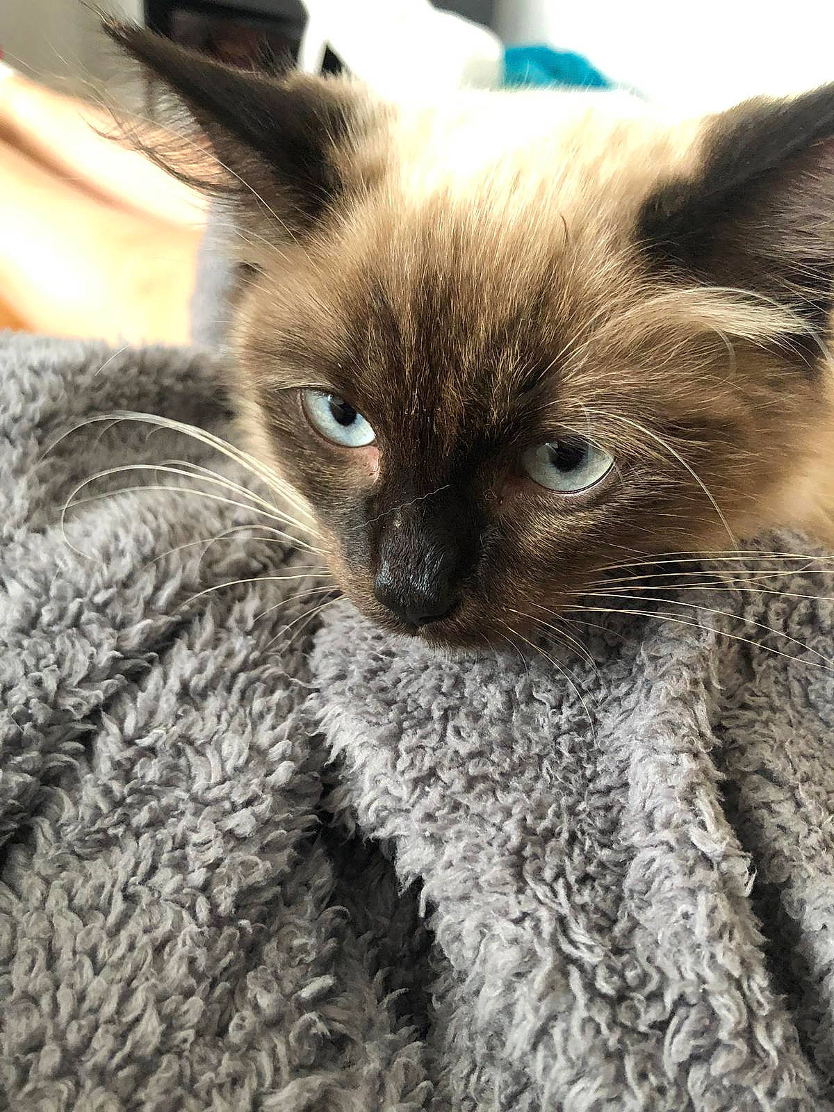 Lennon is registered to the contest to win money with this photo: balinese, burmese, carnivore, cat, eye, felidae, fur, german_rex, kitten, mammal, nebelung, ojos_azules, ragdoll, siamese, small_to_medium_sized_cats, snout, thai, tonkinese, vertebrate, whiskers