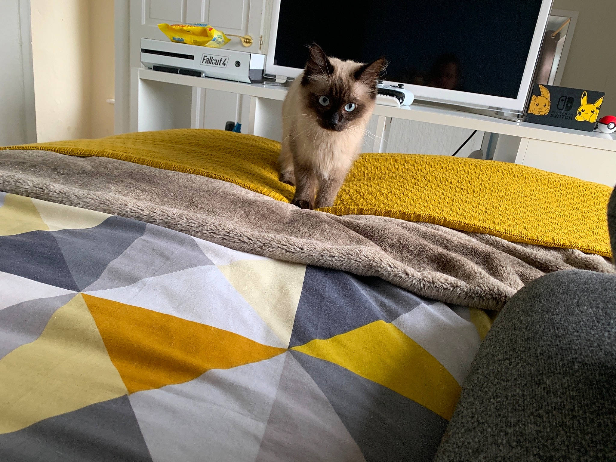 Lennon is registered to the contest to win money with this photo: balinese, bed, bed_sheet, bedroom, blanket, carnivore, cat, comfort, felidae, furniture, interior_design, linens, room, small_to_medium_sized_cats, textile, thai, tonkinese, whiskers, yellow