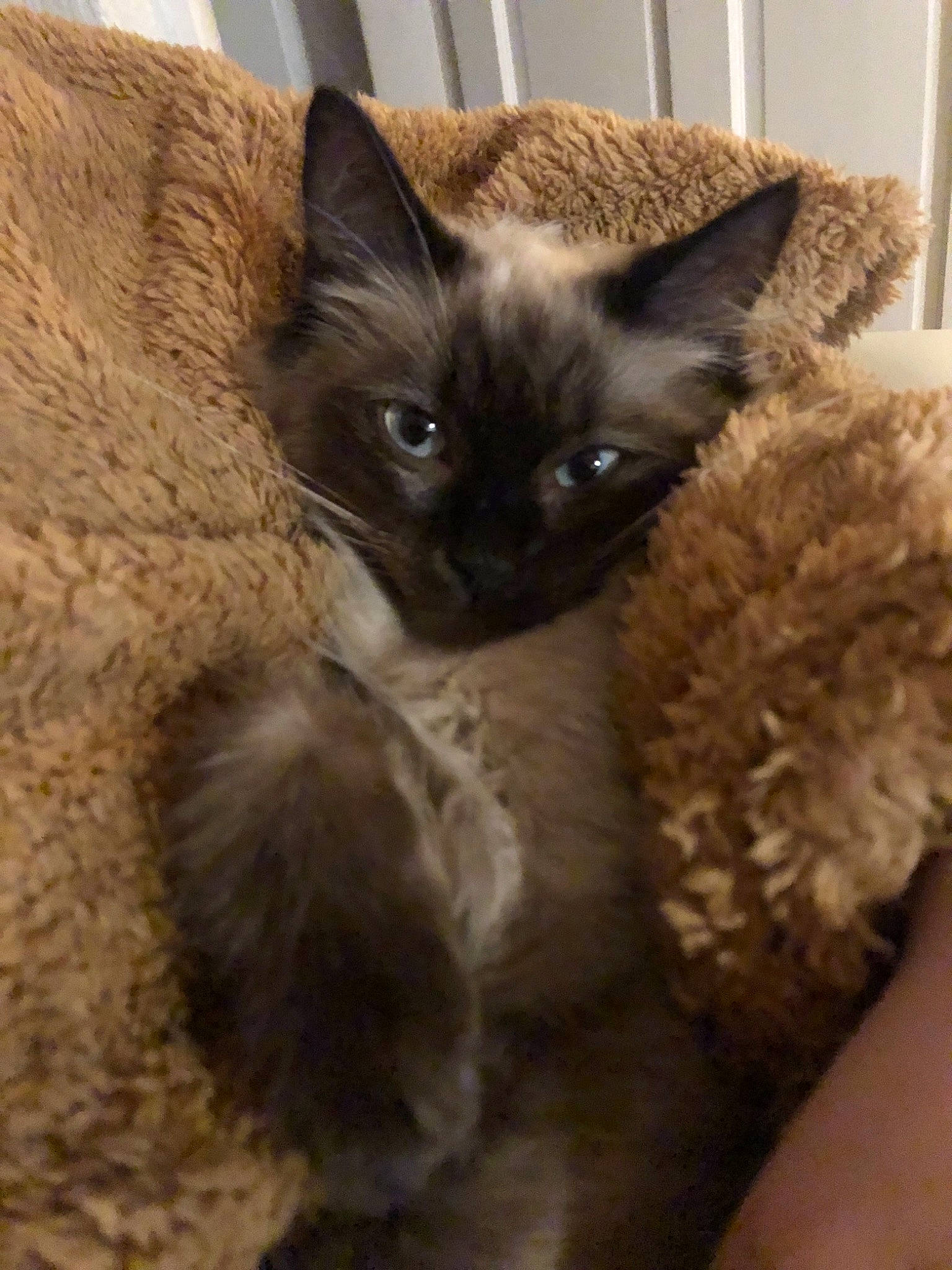 Lennon joined the competition — help win amazing prizes! balinese, birman, burmese, carnivore, cat, fawn, felidae, german_rex, javanese, kitten, mammal, ojos_azules, ragdoll, siamese, small_to_medium_sized_cats, snowshoe, thai, tonkinese, vertebrate, whiskers